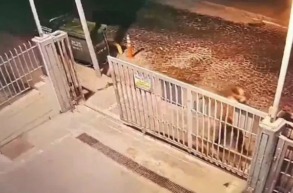 Başıboş köpek vahşeti Türkiye'yi sarstı! Ayhan Özçelik'in ağabeyi anlattı: Çöpçüler olmasa yiyeceklerdi!